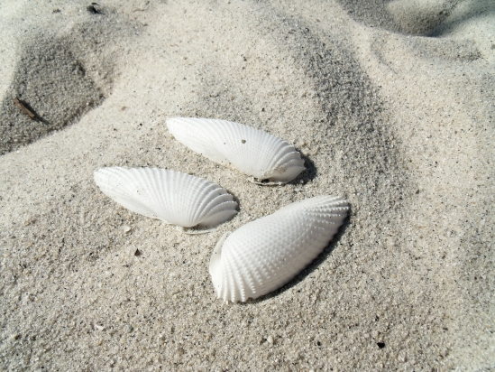 3 białe muszelki na piasku